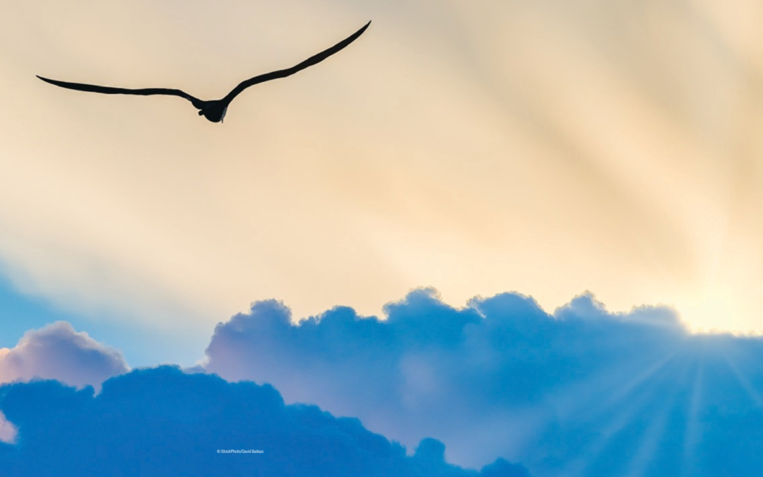 A bird in silhouette soaring above sunlit clouds at dawn